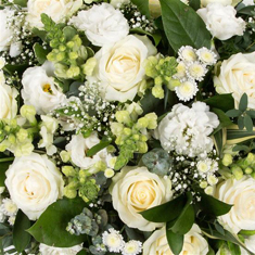white delight
