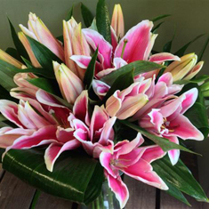 just lily pink